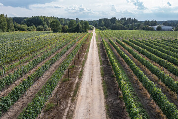 Fototapeta na wymiar Road among vineyards in Dworzno near Mszczonow city in Poland
