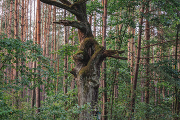 Oddly shaped tree next to road near Radziejowice town, Zyrardow County, Poland