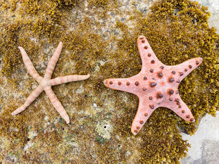 Large pink starfish on the ocean coast