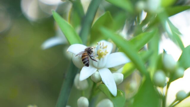 Honey Bee Collects Pollen from Citrus Orange Blossom Flowers. Close up of one honey bee flying around honeysuckle flowers bee collecting nectar pollen on spring sunny day slow motion