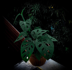 Ornamental Plant 