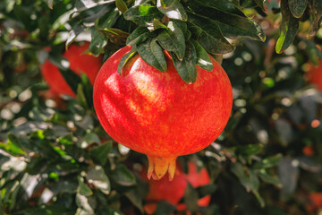 Pomegranates on a farm in Limassol District in Cyprus island country