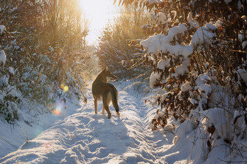 Tamaskan dog walk on a snow in forest during winter in Poland