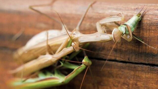Female of Praying mantis eating male during mating	