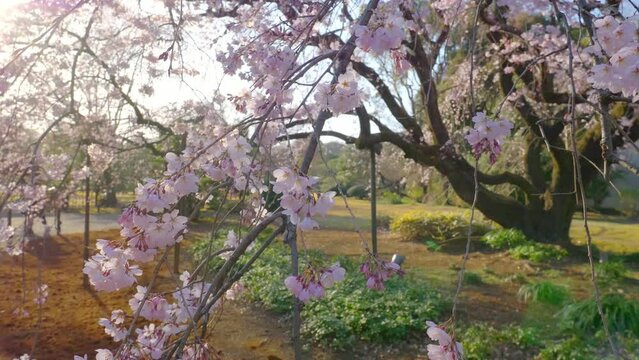 Sakura blossom viewing in Japan in spring, cherry tree in bloom in park in Tokyo, Japanese springtime Hanami festival in Tokyo