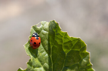 ladybird, bug, macro, closeup, animal, spring