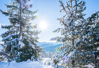 Winter forest in Seefeld, Austria
