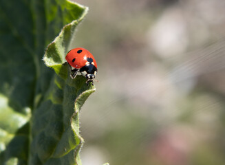 Fototapeta premium ladybird, bug, macro, closeup, animal, spring
