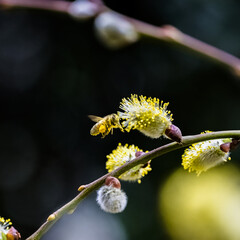 a bee in flight, covered with pollen of a goat willow, Salix caprea  © Pascale Gueret
