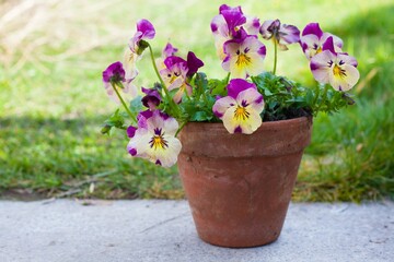 Beutiful flowering Pansy Trailing in a traditional ceramic pot