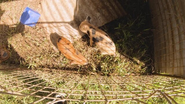 still shot of top view of two piglets piggy snuffing around in very simple poor man made fence cage  with blue feeding box on the dirt grass ground with shade during sunshine day