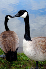 Canada Goose Canadian Geese Wild Bird