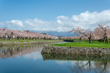 桜満開、五稜郭公園