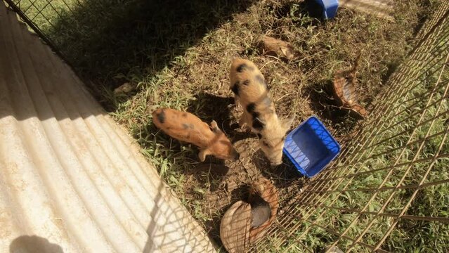 still shot of top view of two piglets piggy snuffing around in very simple poor man made fence cage  with blue feeding box on the dirt grass ground with shade during sunshine day