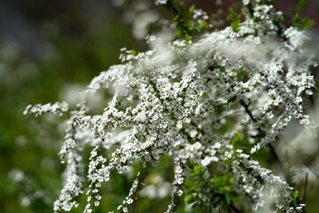 春を呼ぶ白いゆきやなぎの花