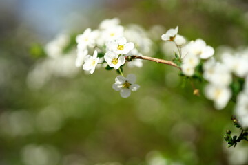 春を呼ぶ白いゆきやなぎの花