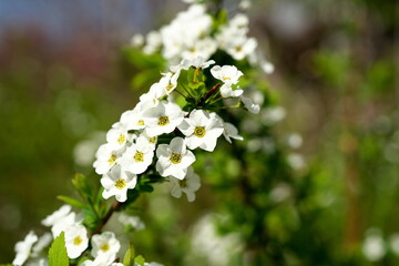 春を呼ぶ白いゆきやなぎの花