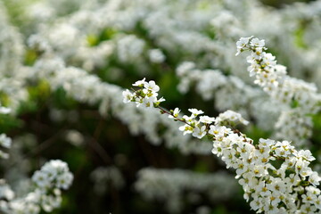 春を呼ぶ白いゆきやなぎの花