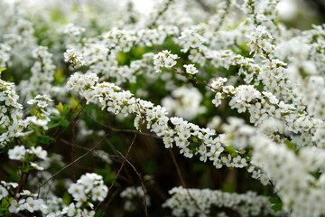 春を呼ぶ白いゆきやなぎの花