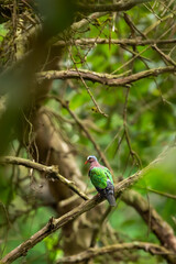 common emerald or asian emerald grey capped or green winged dove or pigeon bird in natural scenic green background in safari at pilibhit national park or tiger reserve forest uttar pradesh india