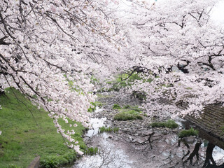 根川緑道の桜