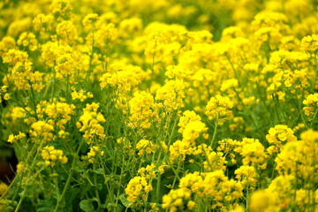 春を告げる黄色い菜の花