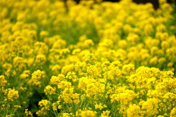 春を告げる黄色い菜の花