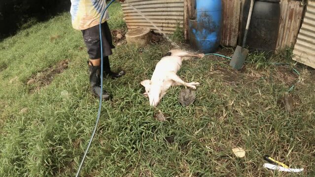 handhold still view of a bloody scene of a butcher rising washing clean flipping around of a slaughtered dead domesticated medium size of boar pig on the dirt grassland ground 
