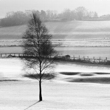 Tree in Winter