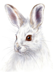 Hand drawn watercolor illustration of white hare isolated on white background.