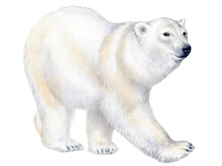 Hand drawn watercolor illustration of white polar bear isolated on white background. © Viktoria