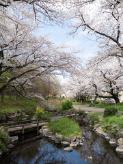 根川緑道の桜 映り込み