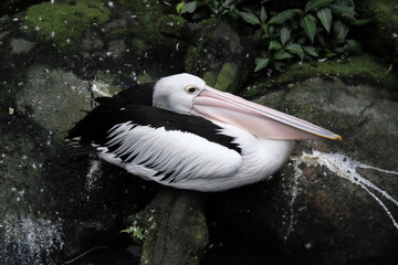 Lazy beautifull white and black stripped pelican bird in the pond of Safari Park