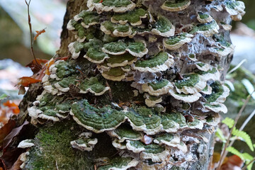 Green fungus growing on tree