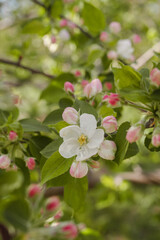 fleur de printemps 