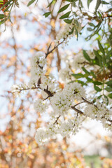 arbre en fleur au printemps