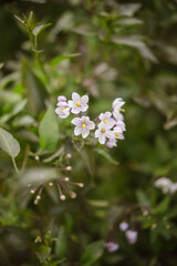 Fleur Blanche