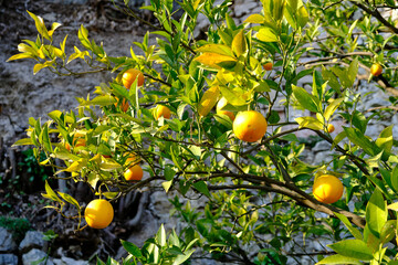 Lemon tree grove in Limone del Garda in a sunny day, Lake - lago - Garda, Lombardy, Italy - obrazy, fototapety, plakaty
