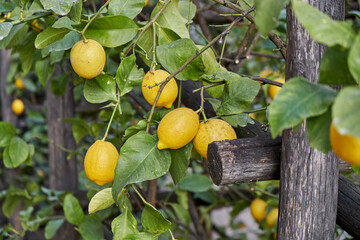 Lemon tree grove in Limone del Garda in a sunny day, Lake - lago - Garda, Lombardy, Italy