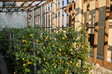 Lemon tree grove in Limone del Garda in a sunny day, Lake - lago - Garda, Lombardy, Italy