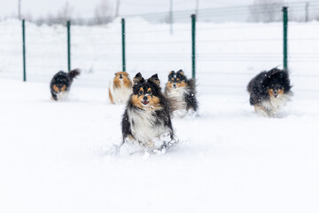 Black and white with sable tan shetland sheepdog winter playing with fresh white snow. Sweet cute...