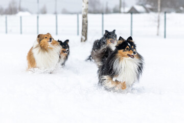 Black and white with sable tan shetland sheepdog winter playing with fresh white snow. Sweet cute...
