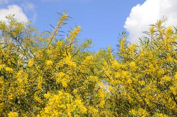 Acacia saligna Tree in bloom, yellow flowers, similar to mimosa