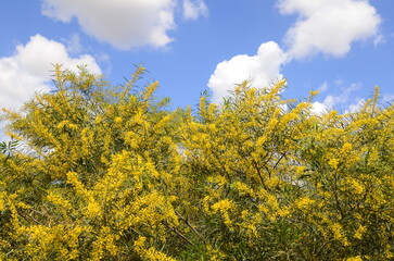 Acacia saligna Tree in bloom, yellow flowers, similar to mimosa