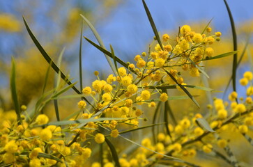 Acacia saligna Tree in bloom, yellow flowers, similar to mimosa