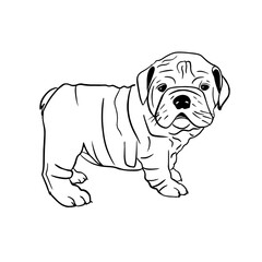 Vector sketch hand drawn bulldog puppy with black lines