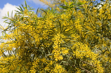 Acacia saligna Tree in bloom, yellow flowers, similar to mimosa