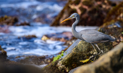 Western Reef Heron foraging in the reefs of Midigama rocky beach in the morning. Yellow feet and a pointy bill and grey feathers.