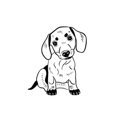 Vector hand drawn illustration of a dachshund puppy