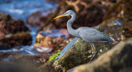Western Reef Heron close-up portraiture photographs. stands still in the reefs of Midigama rocky beach in the morning.